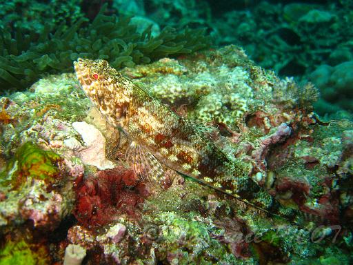 poisson lézard.JPG